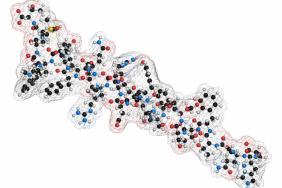 Le jeu des hormones, glucagon et incrétines, en cas d’insulinorésistance