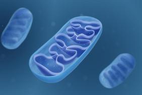 Dysfonction mitochondriale dans l’obésité : de la dysfonction cellulaire à celle de l’organe