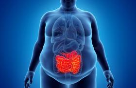 Les protéines intestinales comme nouveaux biomarqueurs des complications de l’obésité 