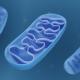 Dysfonction mitochondriale dans l’obésité : de la dysfonction cellulaire à celle de l’organe 